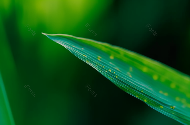 实拍大自然绿色树叶素材,高清,摄影图,摄影图片,图片大全,摄影图免费下载